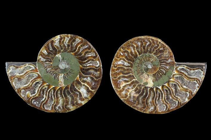 Cut & Polished Ammonite Fossil - Crystal Chambers #88205